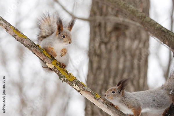 Fototapeta squirrel on the tree in forest closeup