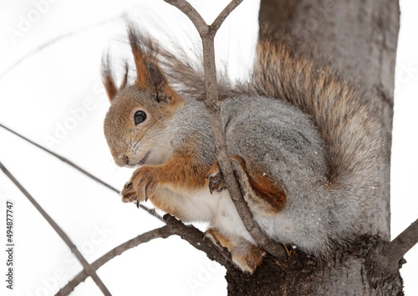 Fototapeta squirrel on the tree in forest closeup