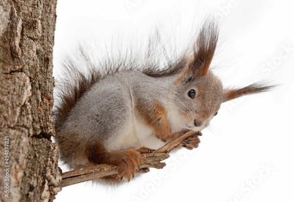 Fototapeta squirrel on the tree in forest closeup