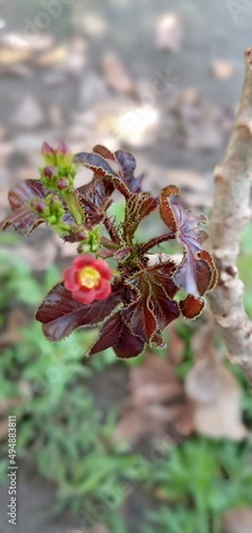 Obraz christmas branch