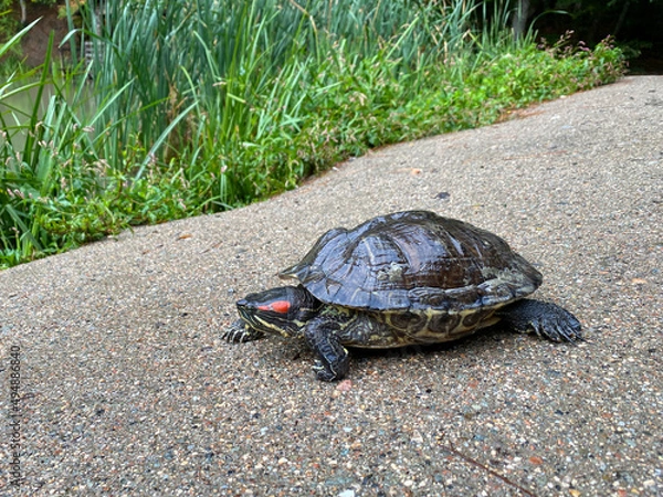 Obraz Red-eared turtle