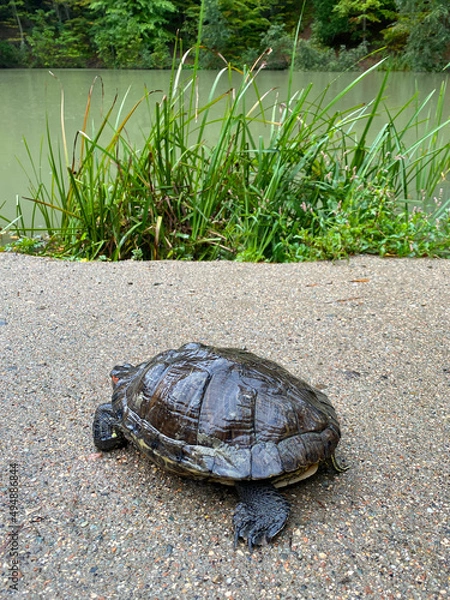 Obraz Red-eared turtle