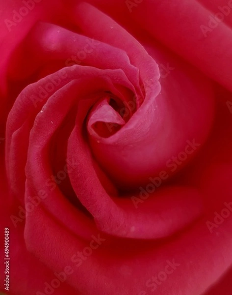Fototapeta Close up rose