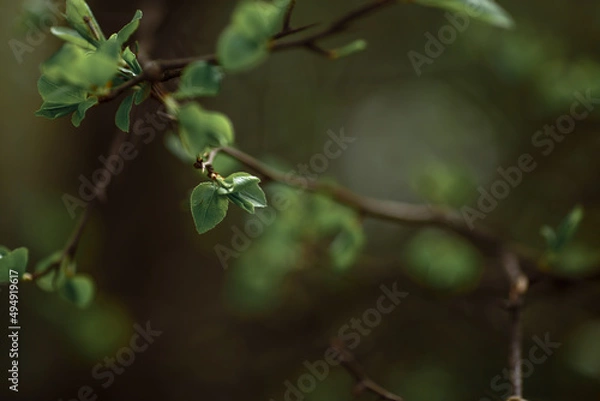 Fototapeta green spring leaves on a tree