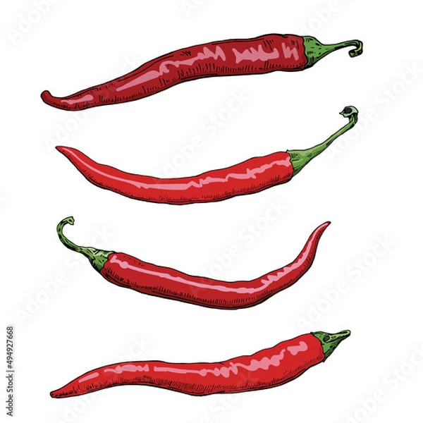 Fototapeta Drawing of hot peppers on a white background. A set of colored vector sketches of red chili peppers. 