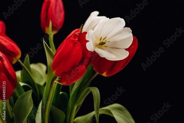 Fototapeta Bouquet of tulips on a black background. White and red tulips on a black background. Bokeh 