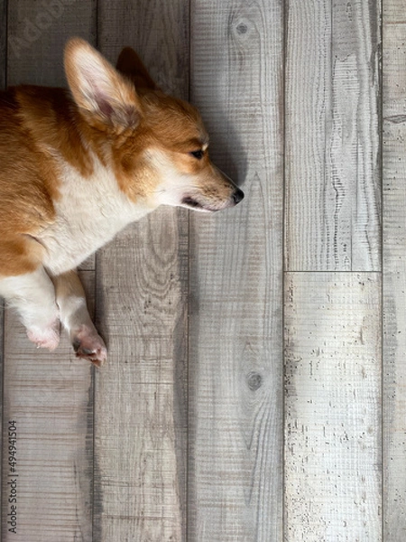 Obraz welsh corgi pembroke