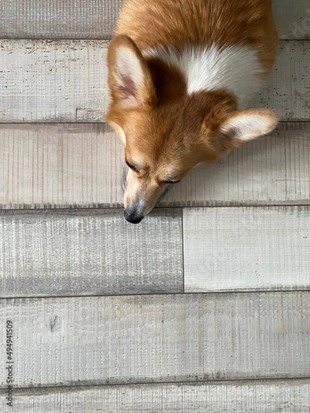 Obraz welsh corgi pembroke