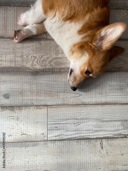 Obraz welsh corgi pembroke