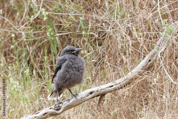 Fototapeta Currawong Küken sitzt im vertrockneten Gras auf einem kahlen Ast