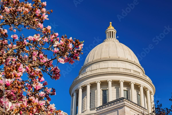 Fototapeta Sunny view of the State Capitol building with Magnolia blossom