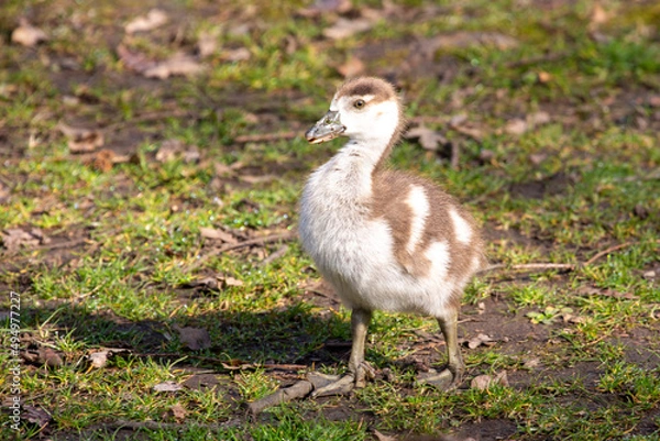 Obraz Egyptian gosling