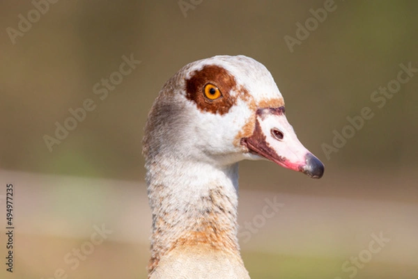 Obraz Egyptian goose