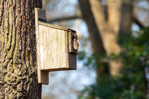 Fototapeta squirrel in bird box