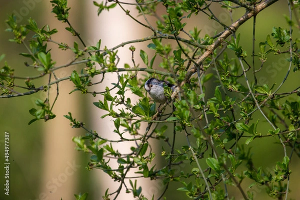 Fototapeta Tit in tree