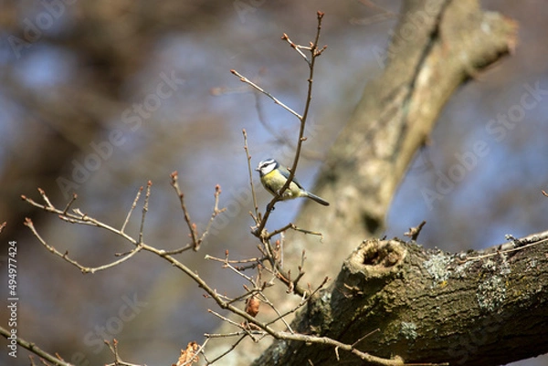 Obraz Blue tit in tree