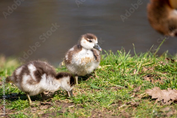 Obraz Egyptian gosling