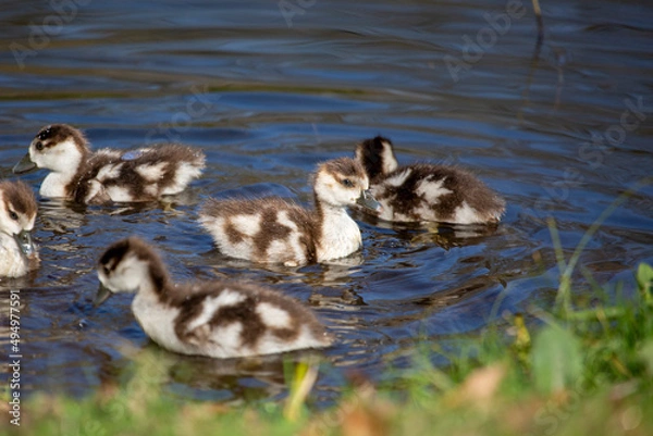Fototapeta Egyptian goslings