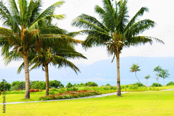 Fototapeta Palm trees in Hainan