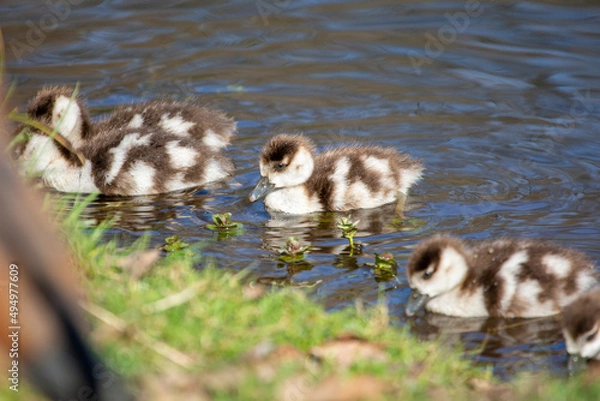 Fototapeta Egyptian goslings