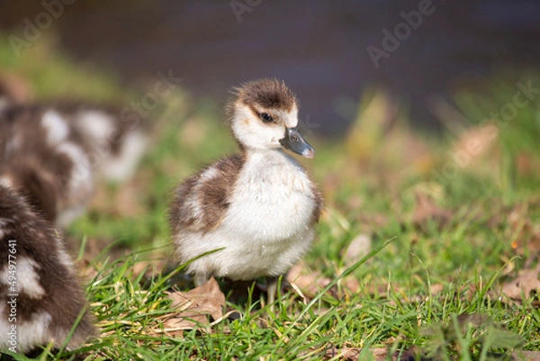 Obraz Egyptian gosling