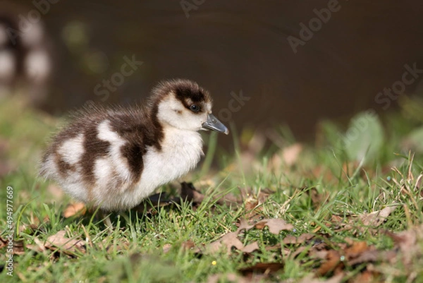 Obraz Egyptian gosling