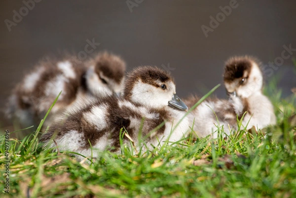 Obraz Egyptian gosling
