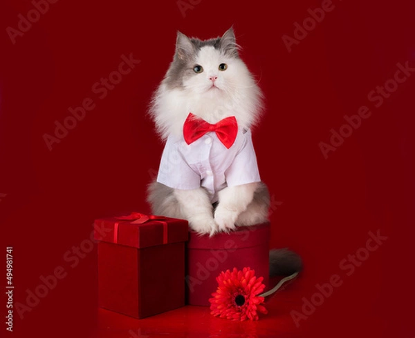Obraz cat sitting on red gift boxes with gerbera