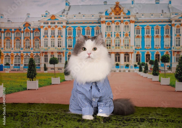 Obraz fluffy cat in a shirt on the background of the castle