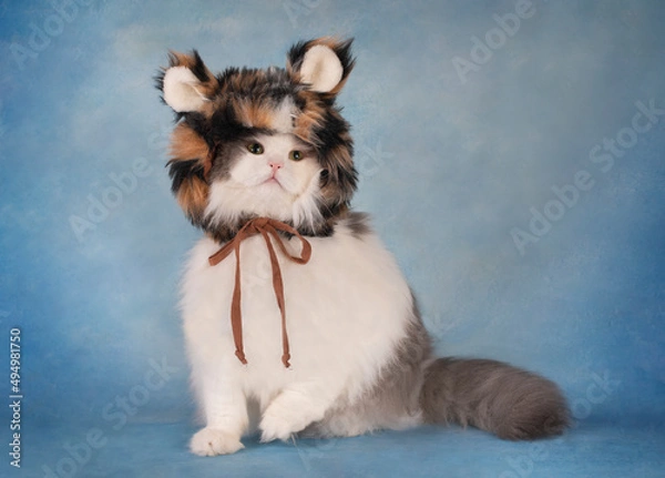 Obraz fluffy cat in a tiger costume on a blue background