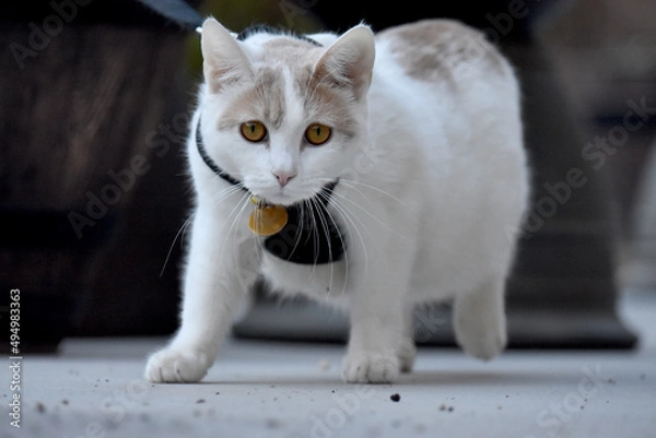 Obraz cat with harness walking toward camera