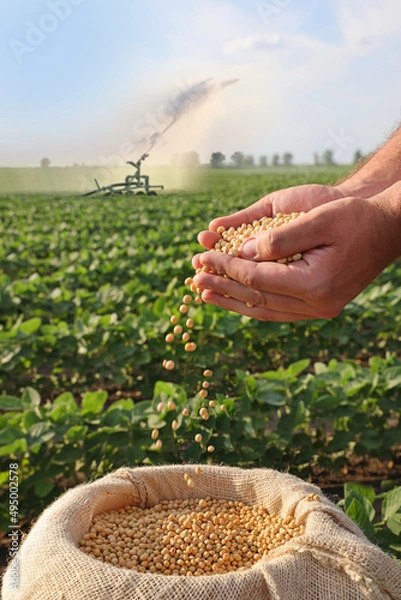 Fototapeta Soybean grain in a hands of successful farmer, in a background watering green soybean field, agricultural concept. Close up of hands full of soybean grain in jute sack