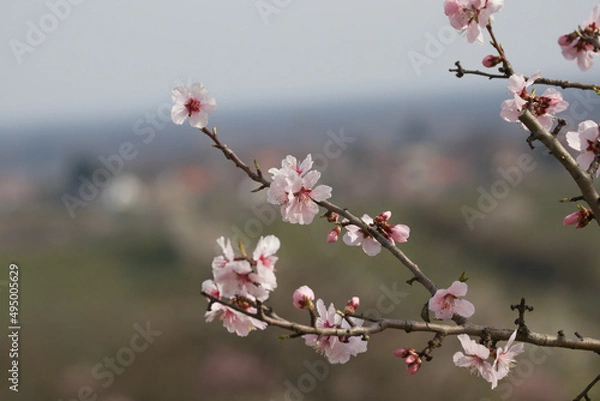 Obraz Almond tree blossom