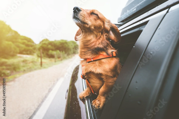 Fototapeta Dachshund dog riding in car and looking out from car window. Happy dog enjoying life. Dog adventure