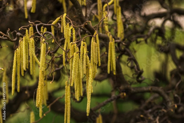 Fototapeta Corylus americana- the American hazelnut[1] or American hazel,[2] is a species of deciduous shrub in the genus Corylus, Catkins hanging on a tree branch in early 