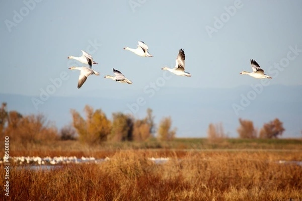 Obraz Snow Geese in the Air