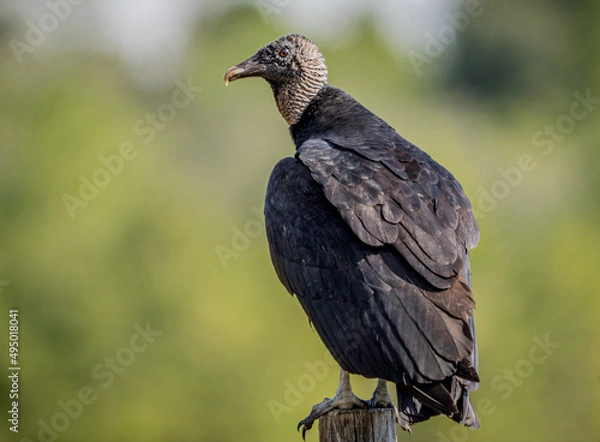 Fototapeta A black Vulture perched on a wooden fence post near fresh roadkill. 