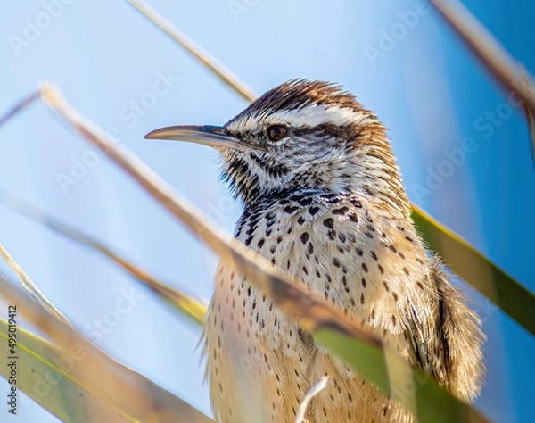 Fototapeta A close-up of a cactus wren 