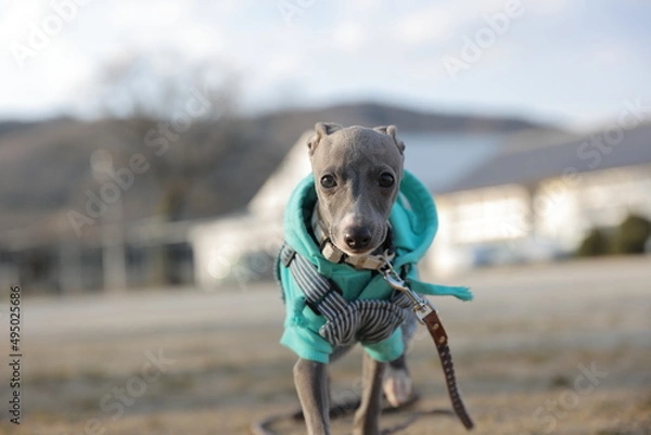Obraz 走ってくるイタリアングレーハウンドの子犬