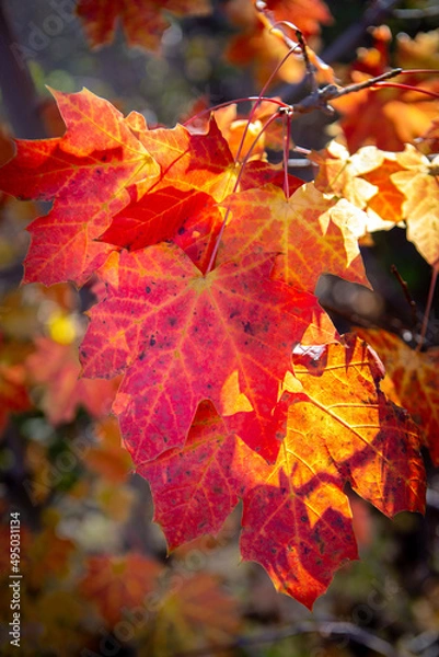 Obraz Autumn maple leaf