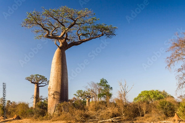 Obraz Baobab, Madagaskar