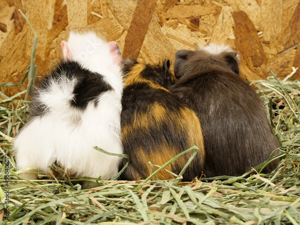 Obraz かわいいお尻のモルモットたち