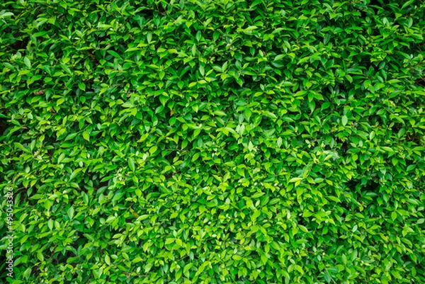 Fototapeta Green leaves wall texture background. Green nature background concept.