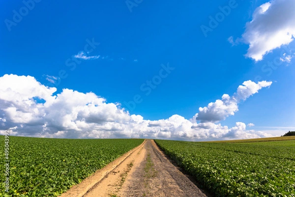 Obraz 9月の北海道、大根畑の中の一本道と秋の空