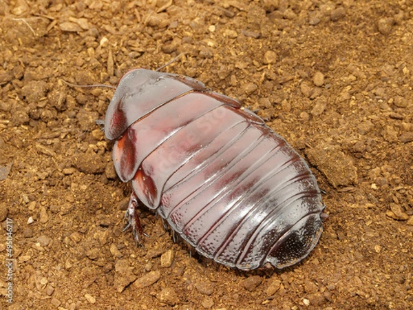 Obraz オーストラリア原産のヨロイモグラゴキブリ