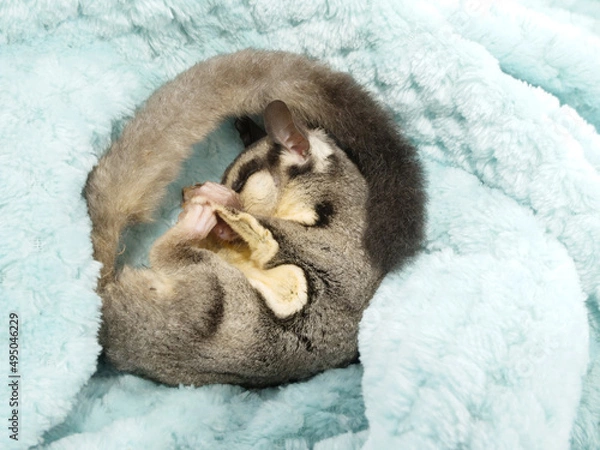 Obraz 毛布の中で眠るフクロモモンガ