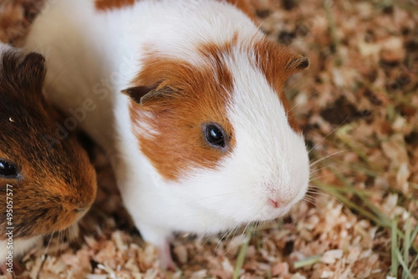 Obraz イングリッシュモルモットの成体