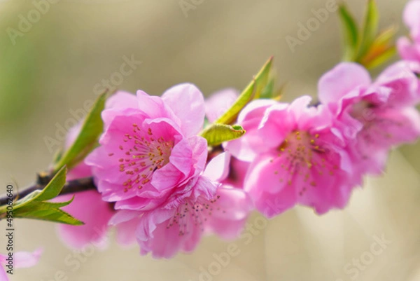 Fototapeta 柔らかい色が可愛い桃の花