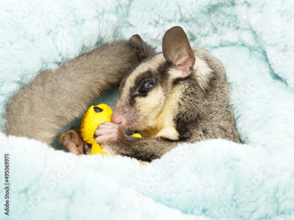 Fototapeta フィギュアを確認するフクロモモンガ