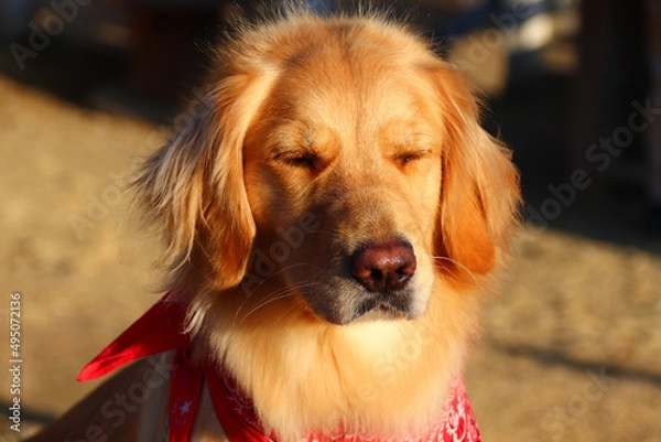 Fototapeta 眩しそうなゴールデンレトリバー